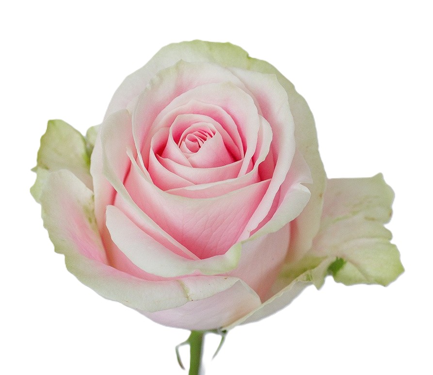 Mondella Roses Gallery | Flowers & Produce by Terra