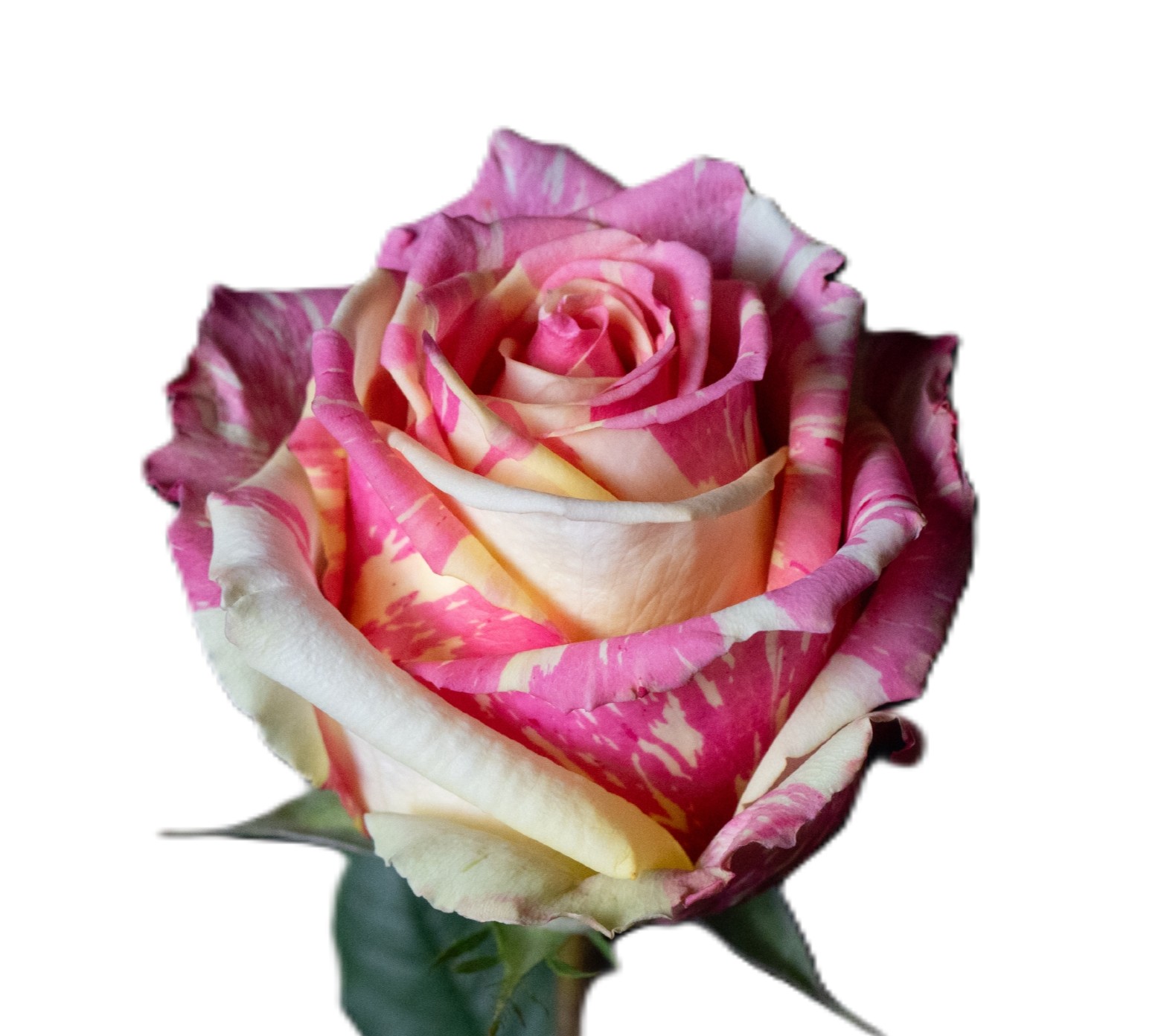 Gallery | Flowers & Produce by Terra